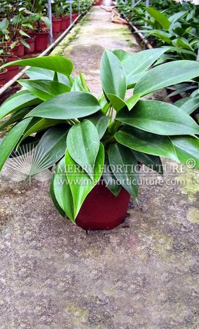 Philodendron congo